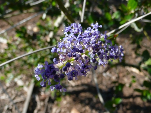 Ray Hartman ceanothus