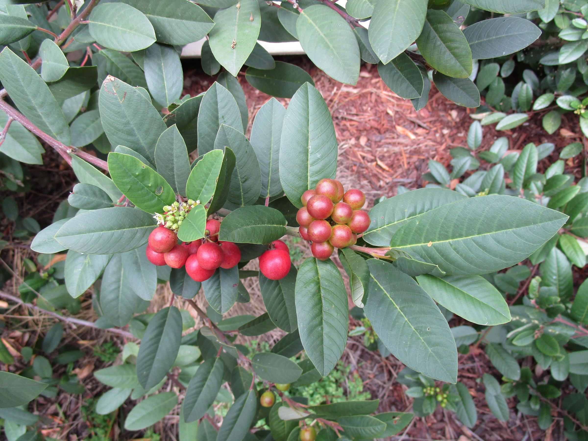 Eve Case coffeeberry
