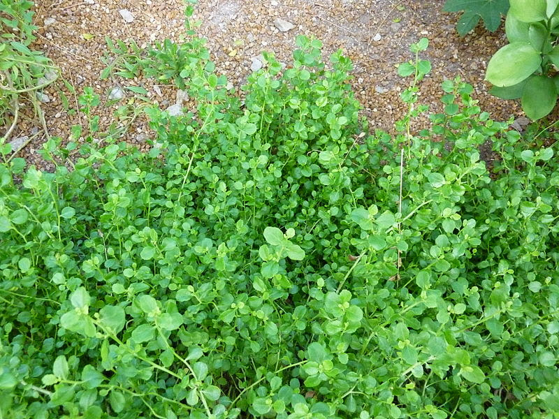 Pigeon Point coyote brush